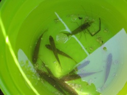 こんなにたくさん捕まえました。